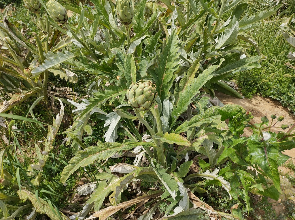 No s'ha trobat l'arxiu